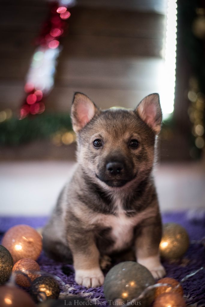 De La Horde Des Tutus Fous - Chiot disponible  - Spitz des Visigoths