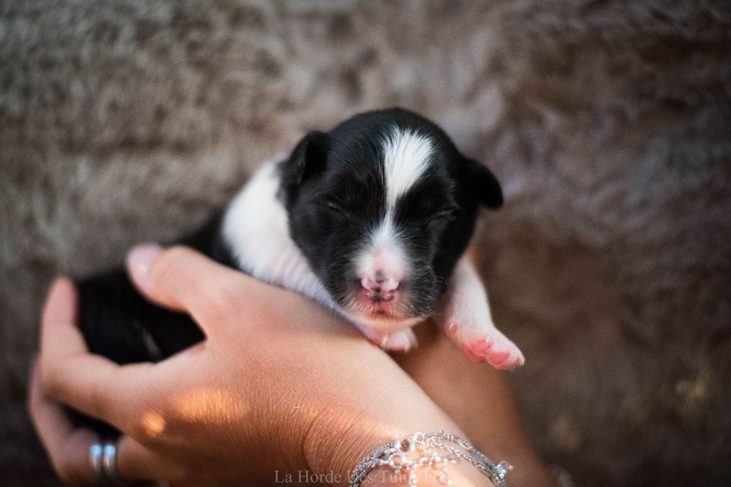 De La Horde Des Tutus Fous - Chiots disponibles - Border Collie