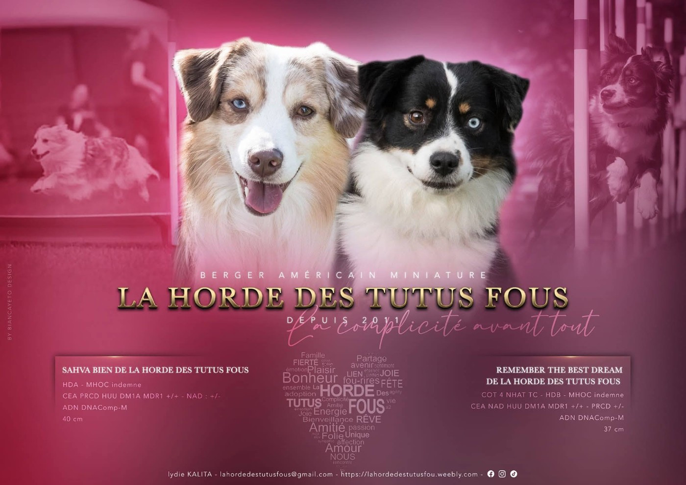 De La Horde Des Tutus Fous - Berger Américain Miniature  - Portée née le 12/11/2025