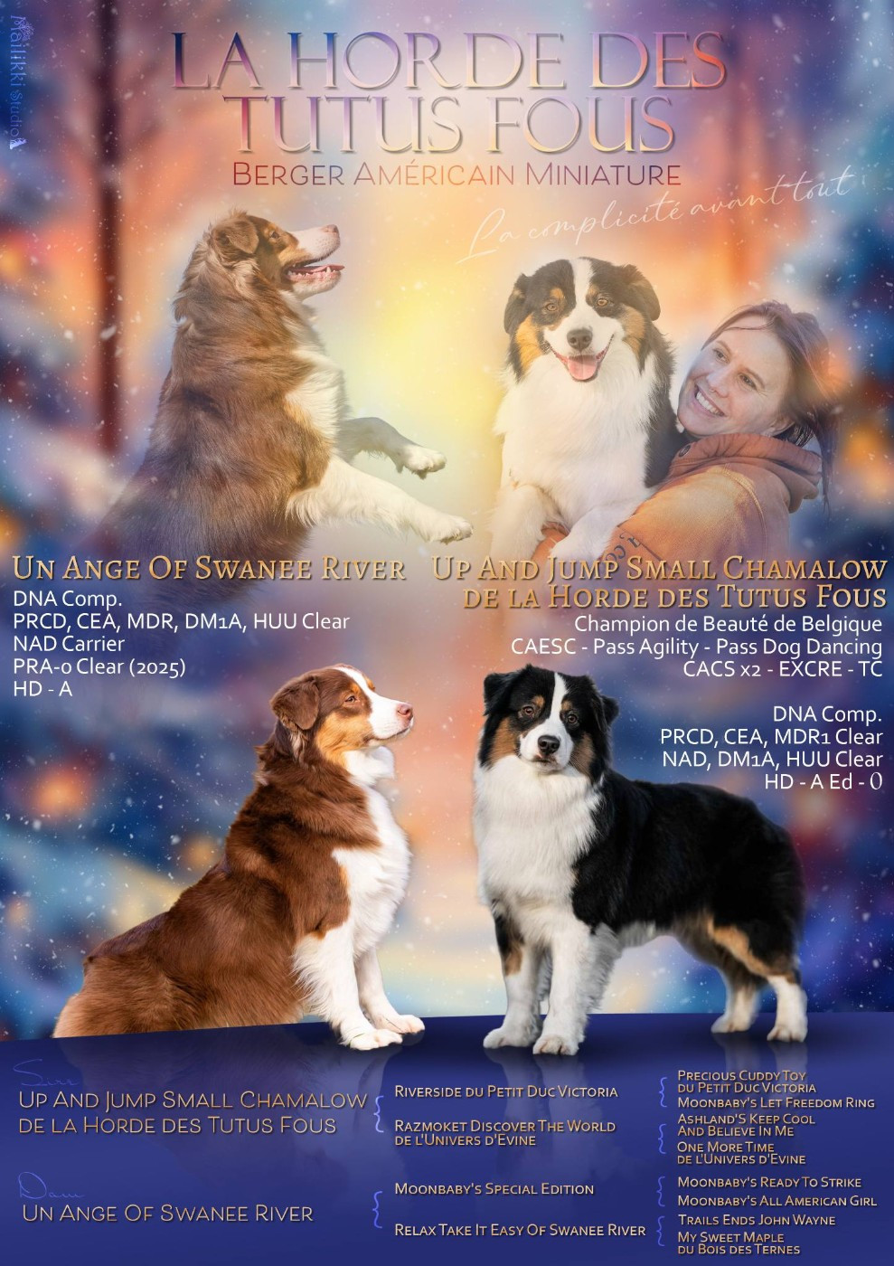 De La Horde Des Tutus Fous - Berger Américain Miniature  - Portée née le 07/12/2025