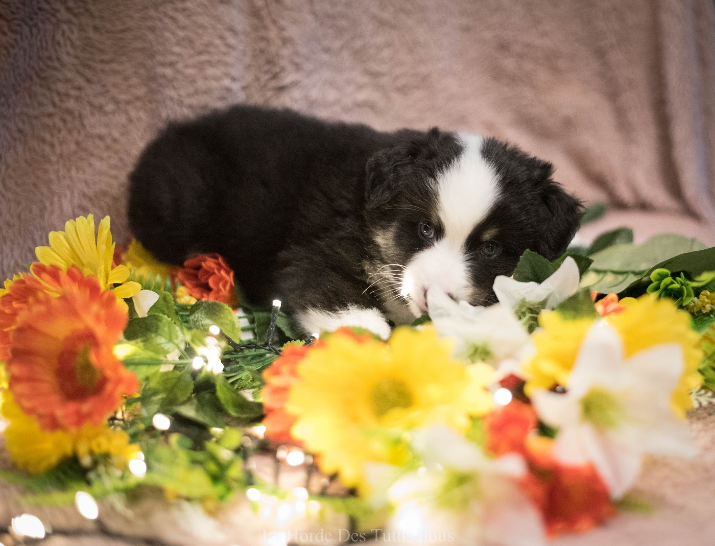 De La Horde Des Tutus Fous - Chiots disponibles - Berger Américain Miniature 