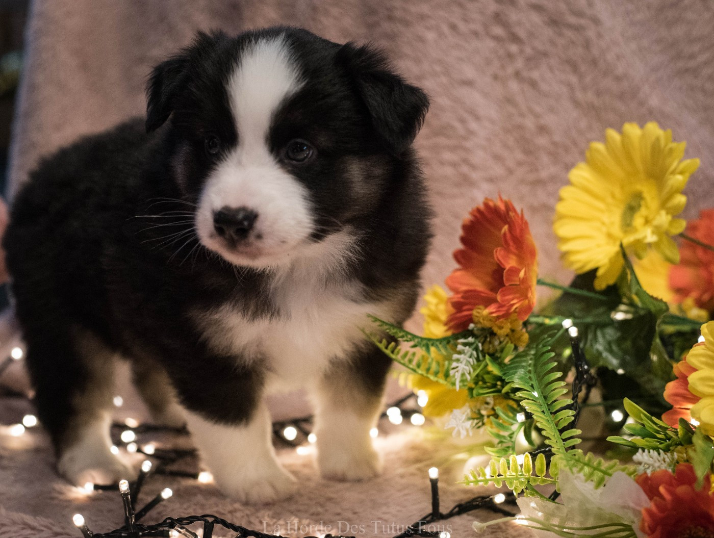 De La Horde Des Tutus Fous - Chiots disponibles - Berger Américain Miniature 