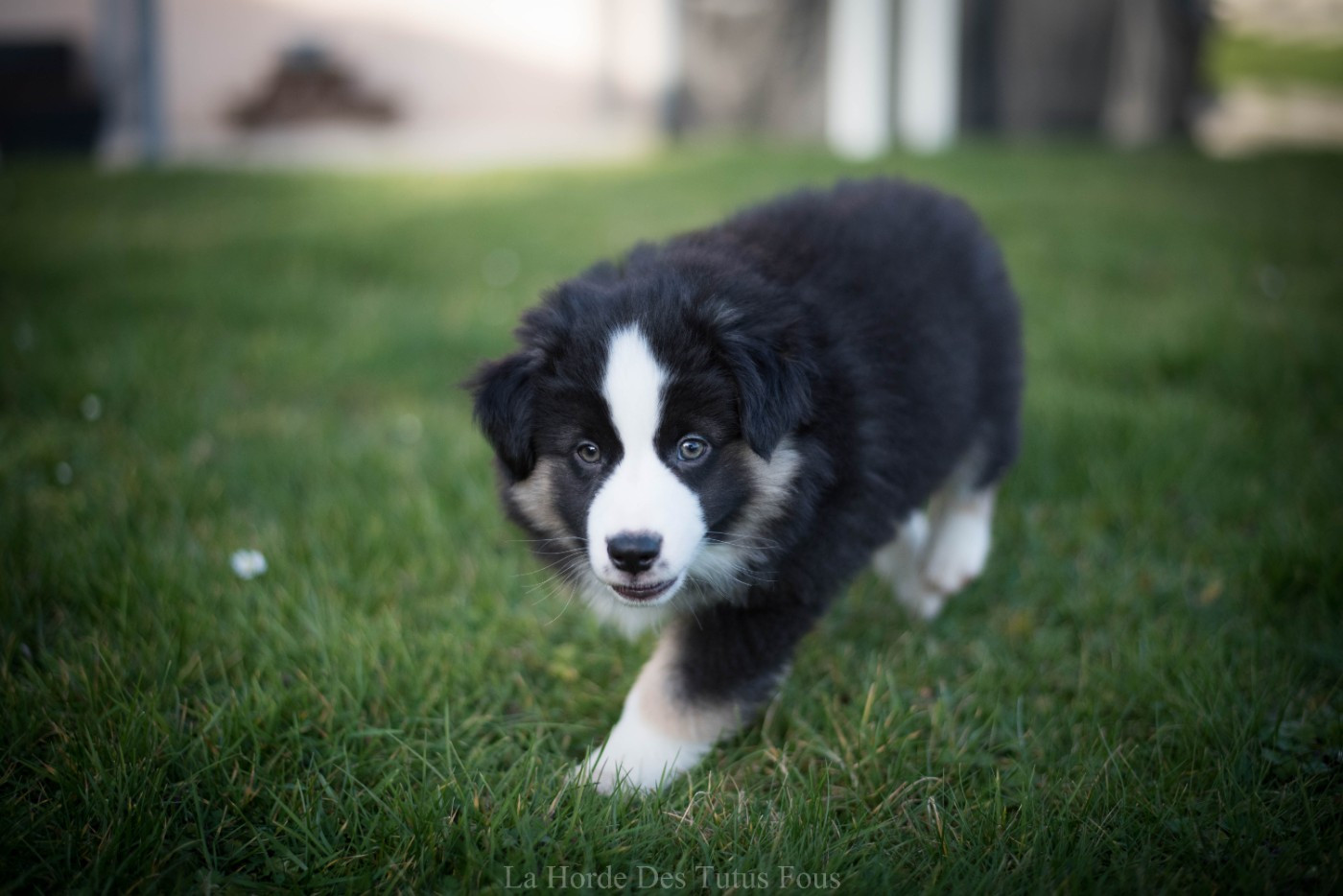 De La Horde Des Tutus Fous - Chiots disponibles - Berger Américain Miniature 