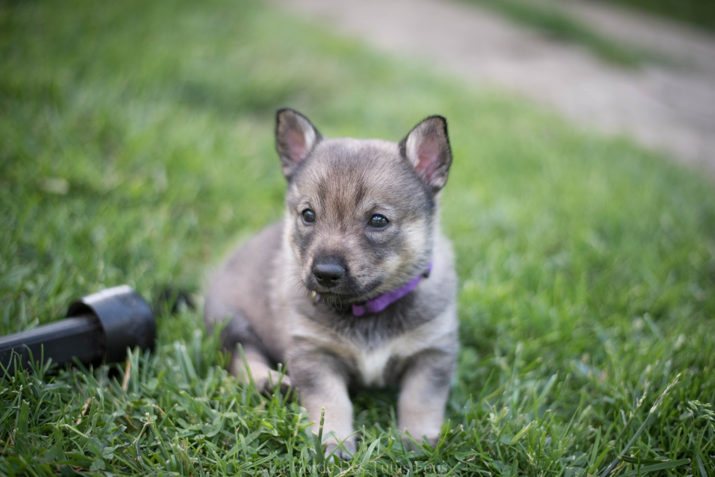 De La Horde Des Tutus Fous - Chiots disponibles - Spitz des Visigoths