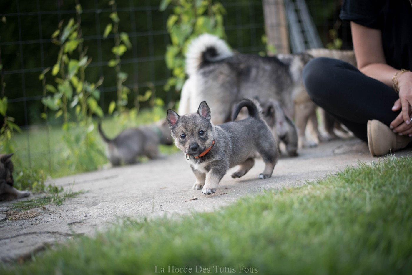 De La Horde Des Tutus Fous - Chiots disponibles - Spitz des Visigoths