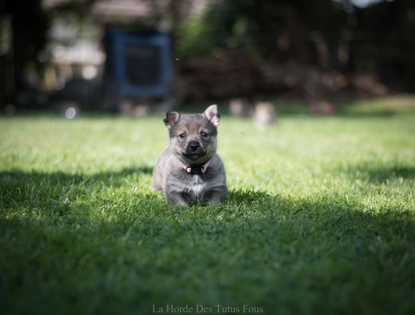 De La Horde Des Tutus Fous - Chiots disponibles - Spitz des Visigoths