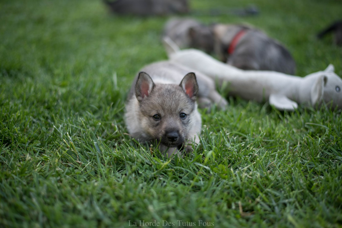 De La Horde Des Tutus Fous - Chiots disponibles - Spitz des Visigoths