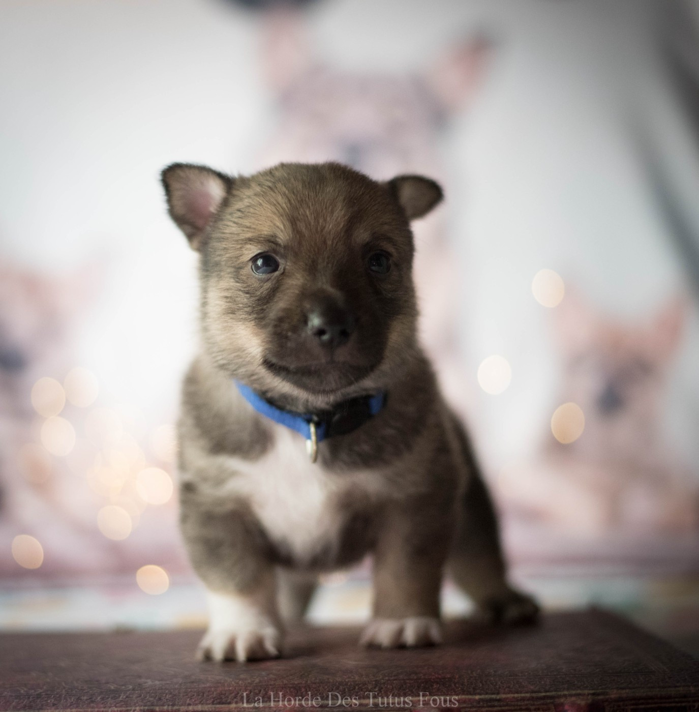 De La Horde Des Tutus Fous - Chiots disponibles - Spitz des Visigoths
