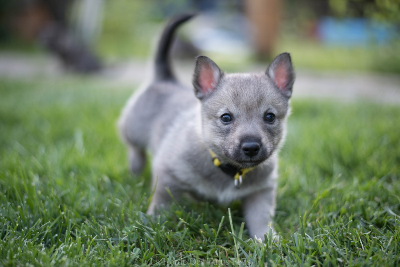 De La Horde Des Tutus Fous - Chiots disponibles - Spitz des Visigoths