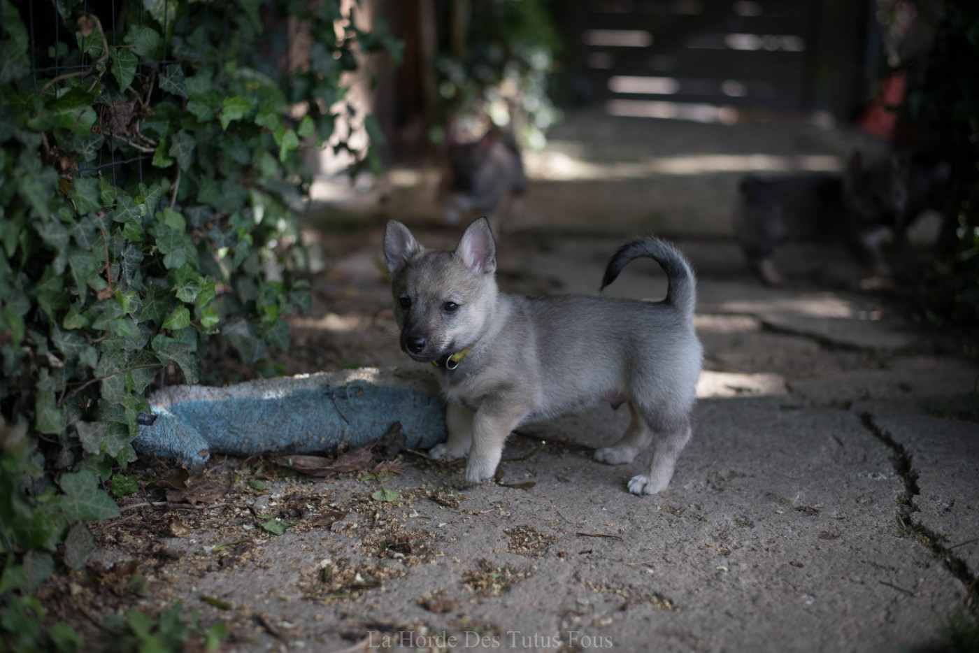 De La Horde Des Tutus Fous - Chiots disponibles - Spitz des Visigoths