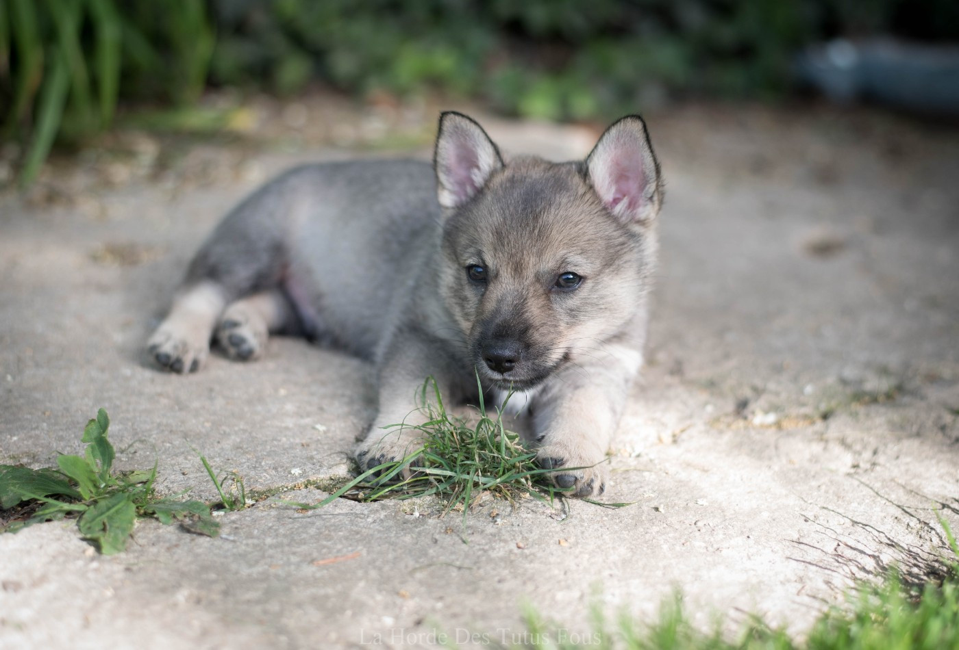 De La Horde Des Tutus Fous - Chiots disponibles - Spitz des Visigoths