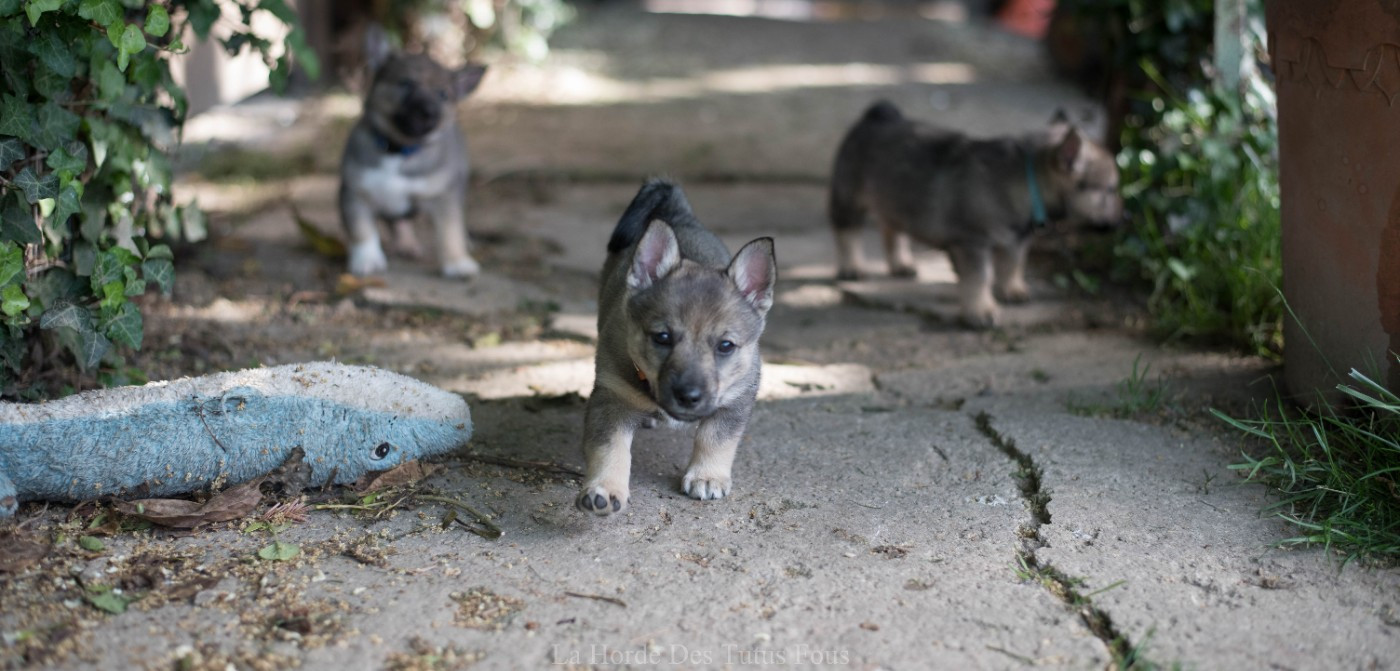 De La Horde Des Tutus Fous - Chiots disponibles - Spitz des Visigoths