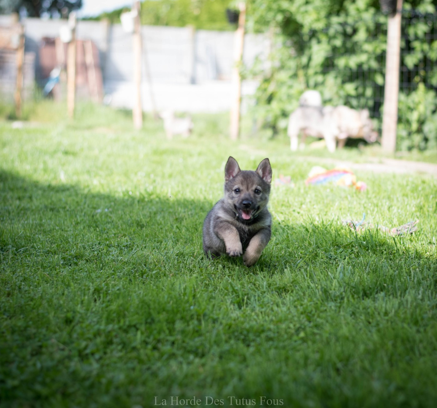 De La Horde Des Tutus Fous - Chiots disponibles - Spitz des Visigoths