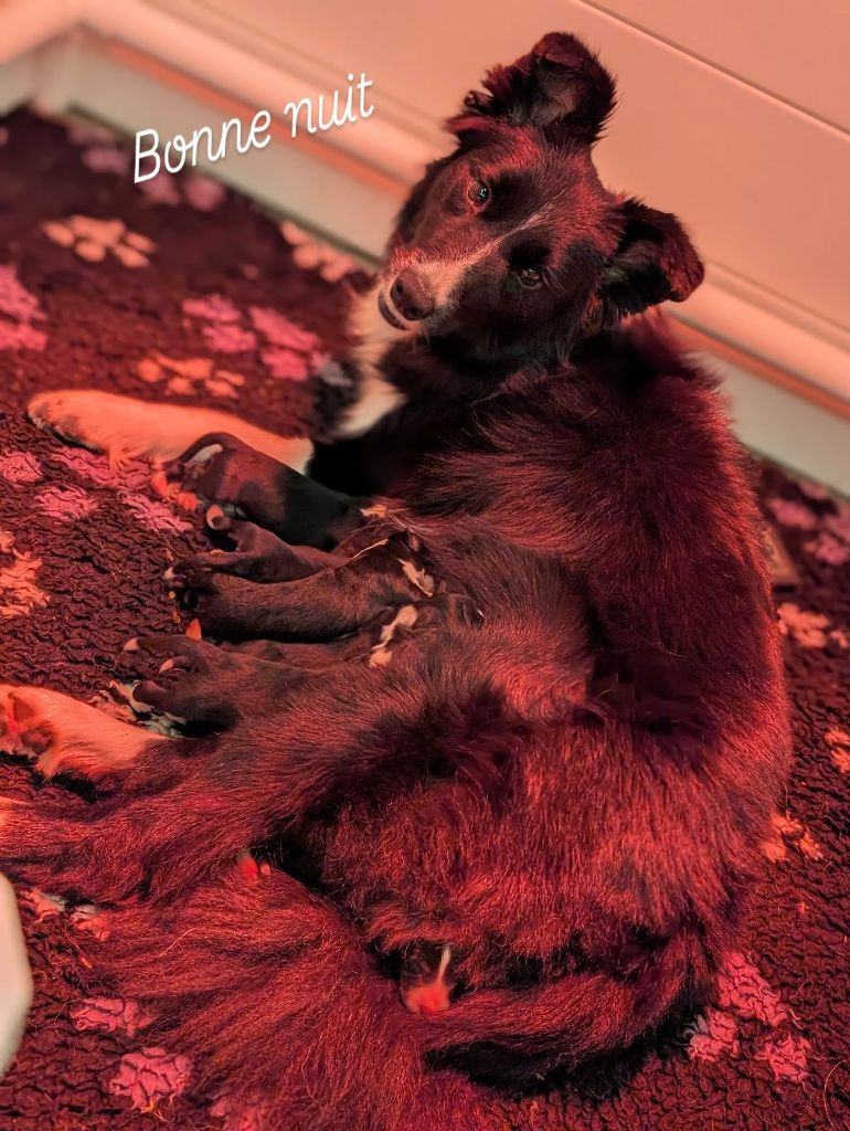 Chiot Border Collie De La Horde Des Tutus Fous