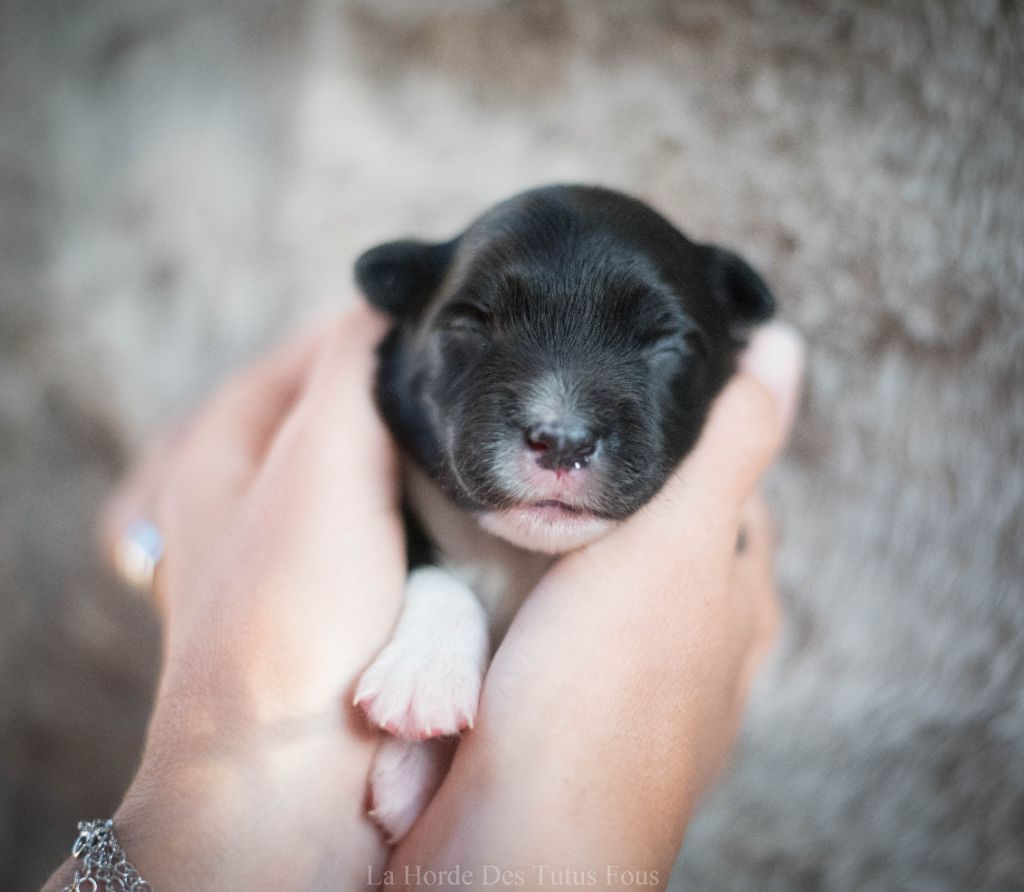 De La Horde Des Tutus Fous - Chiots disponibles - Border Collie