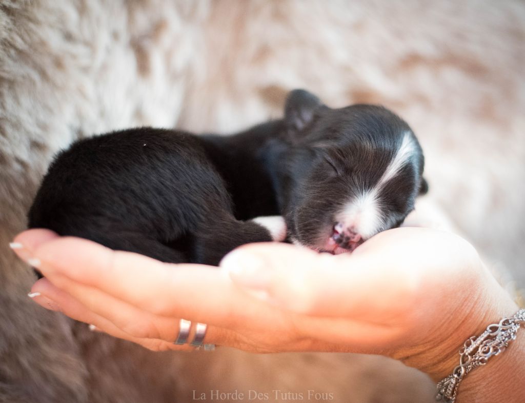 De La Horde Des Tutus Fous - Chiots disponibles - Border Collie