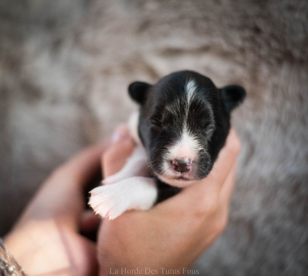 De La Horde Des Tutus Fous - Chiots disponibles - Border Collie
