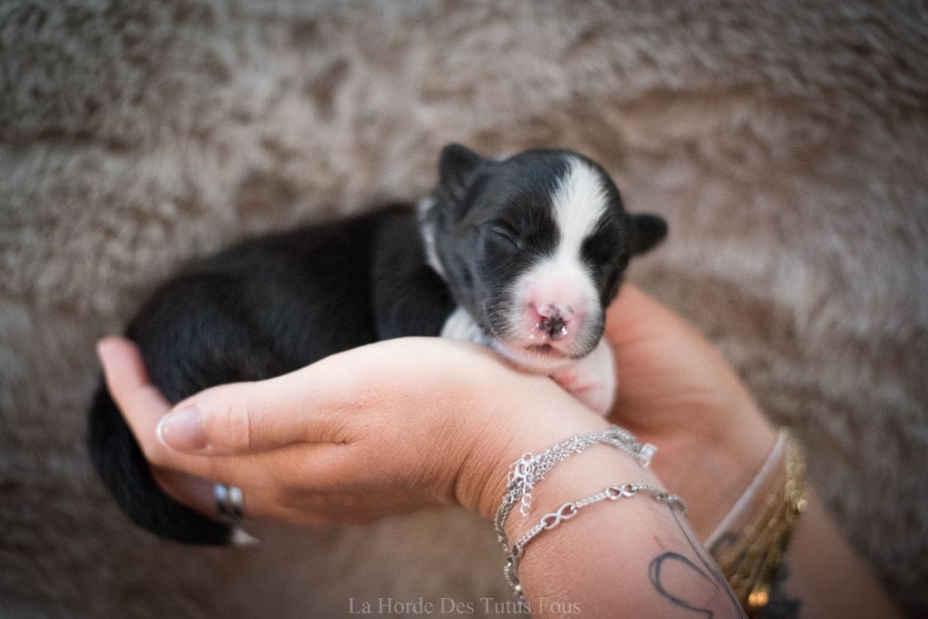 De La Horde Des Tutus Fous - Chiots disponibles - Border Collie